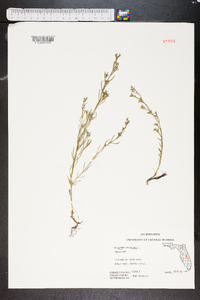 Polypremum procumbens image