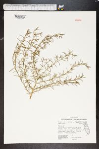 Polypremum procumbens image