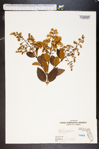 Ligustrum japonicum image