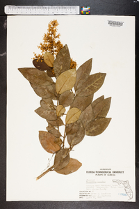 Ligustrum lucidum image