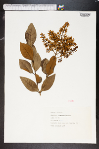 Ligustrum lucidum image