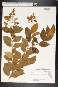 Ligustrum lucidum image