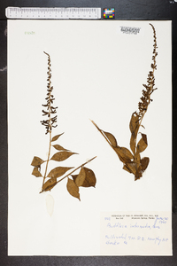 Buddleja parviflora image