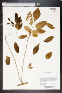 Fraxinus caroliniana image