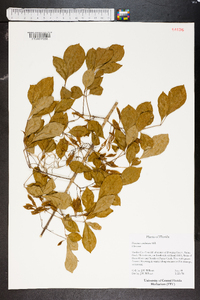 Fraxinus caroliniana image