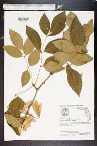 Fraxinus caroliniana image