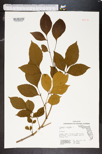 Fraxinus caroliniana image