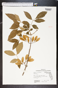 Fraxinus caroliniana image