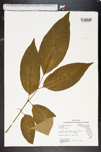 Fraxinus caroliniana image