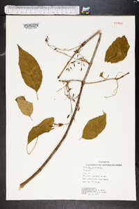 Fraxinus caroliniana image