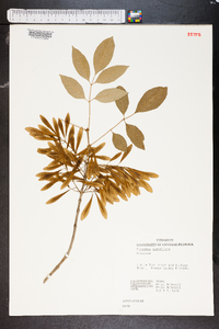 Fraxinus angustifolia subsp. oxycarpa image