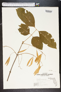 Fraxinus tomentosa image