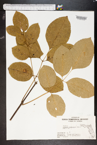 Fraxinus tomentosa image