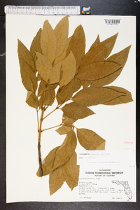 Fraxinus tomentosa image