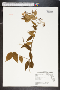 Jasminum amplexicaule image