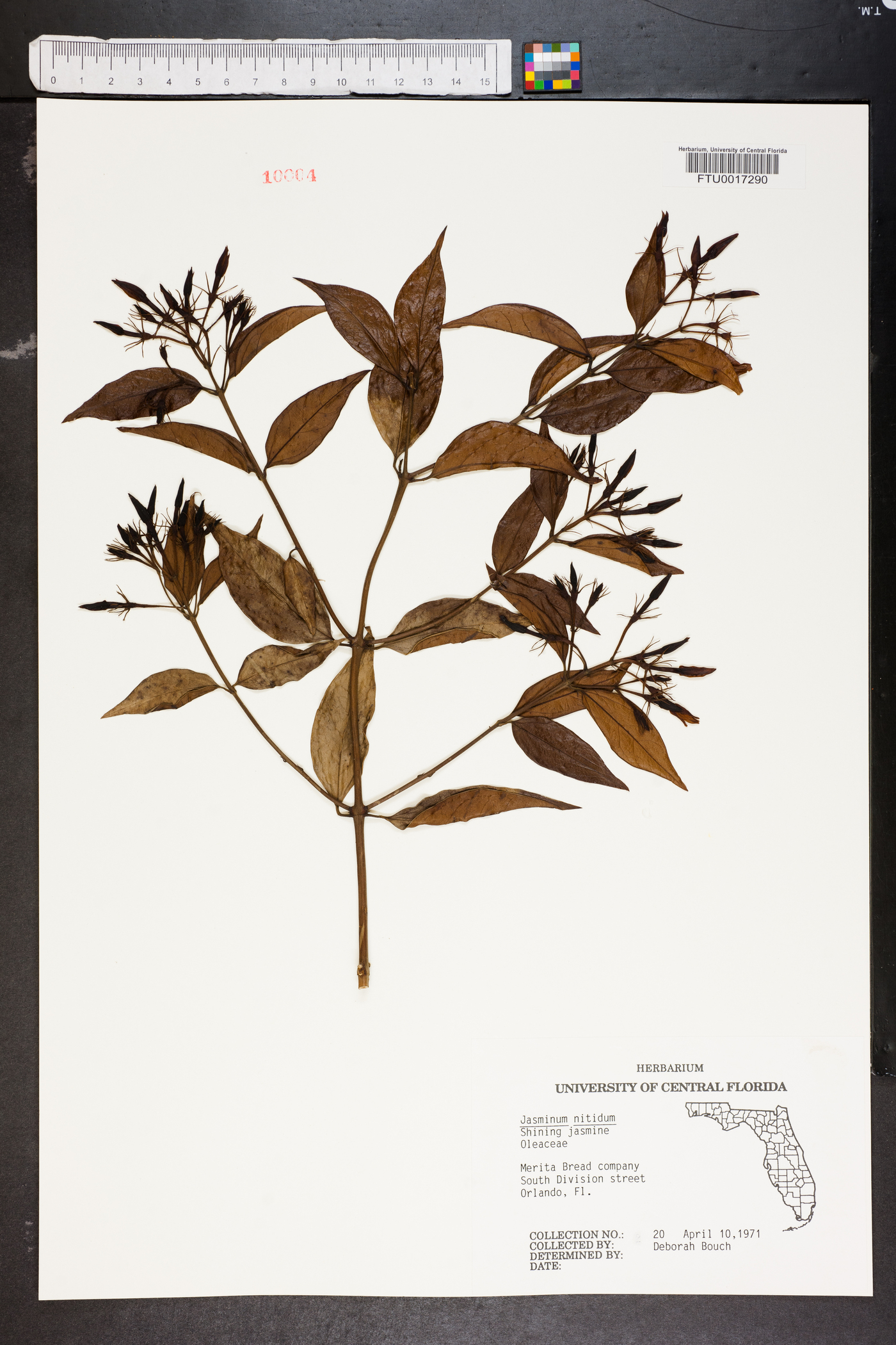 Jasminum nitidum image