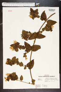 Jasminum officinale image