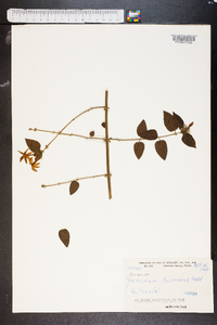 Jasminum pubescens image