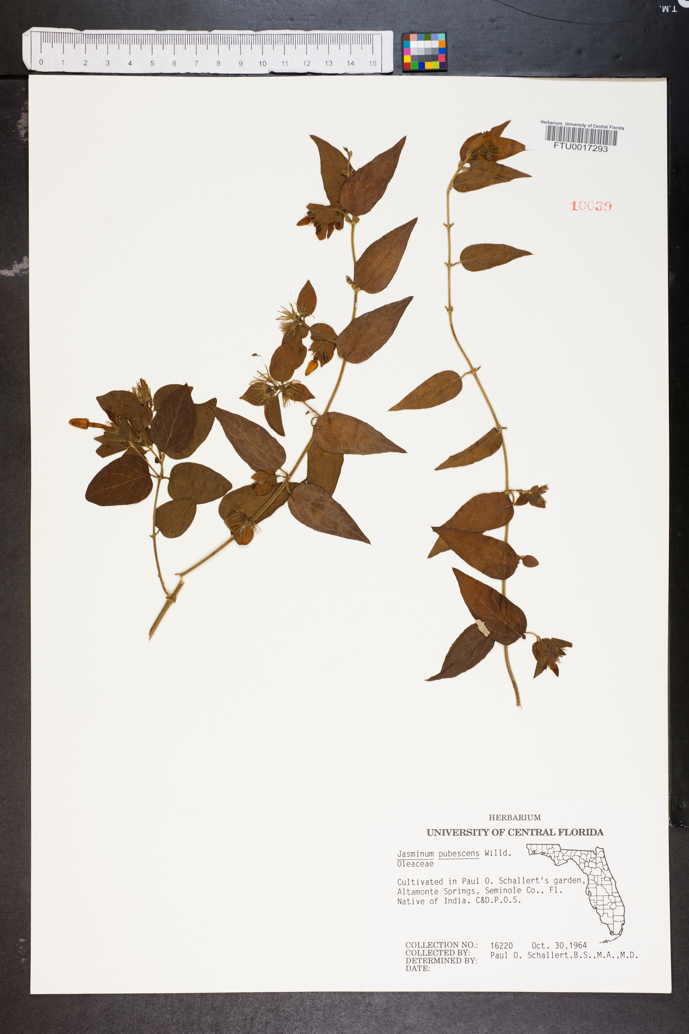 Jasminum pubescens image