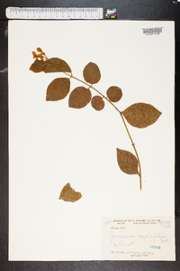 Jasminum simplicifolium image