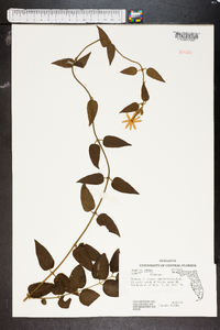 Jasminum simplicifolium image
