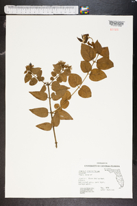 Jasminum simplicifolium image