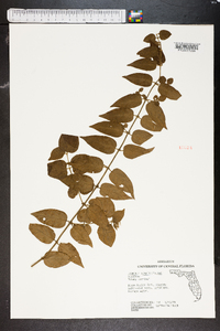 Jasminum simplicifolium image