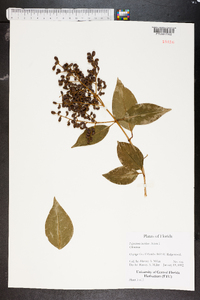 Ligustrum lucidum image