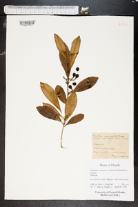 Osmanthus americanus image