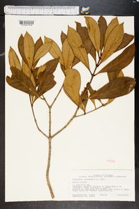 Osmanthus americanus image