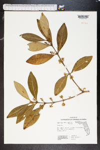 Osmanthus americanus image