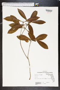 Osmanthus americanus image