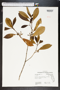 Osmanthus americanus image