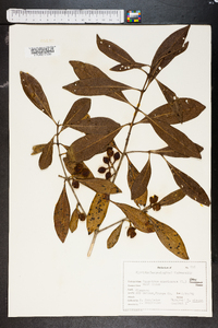 Osmanthus americanus image