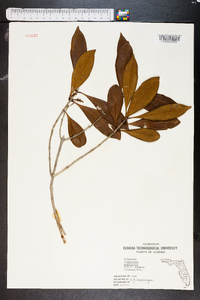 Osmanthus americanus image