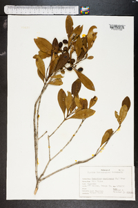 Osmanthus americanus image