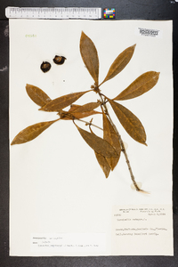 Osmanthus americanus image