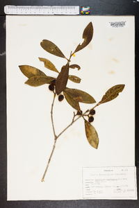 Osmanthus americanus image