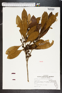 Osmanthus americanus image