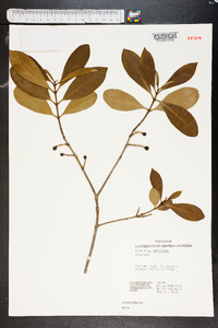 Osmanthus americanus image