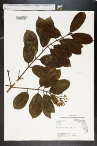 Syringa vulgaris image