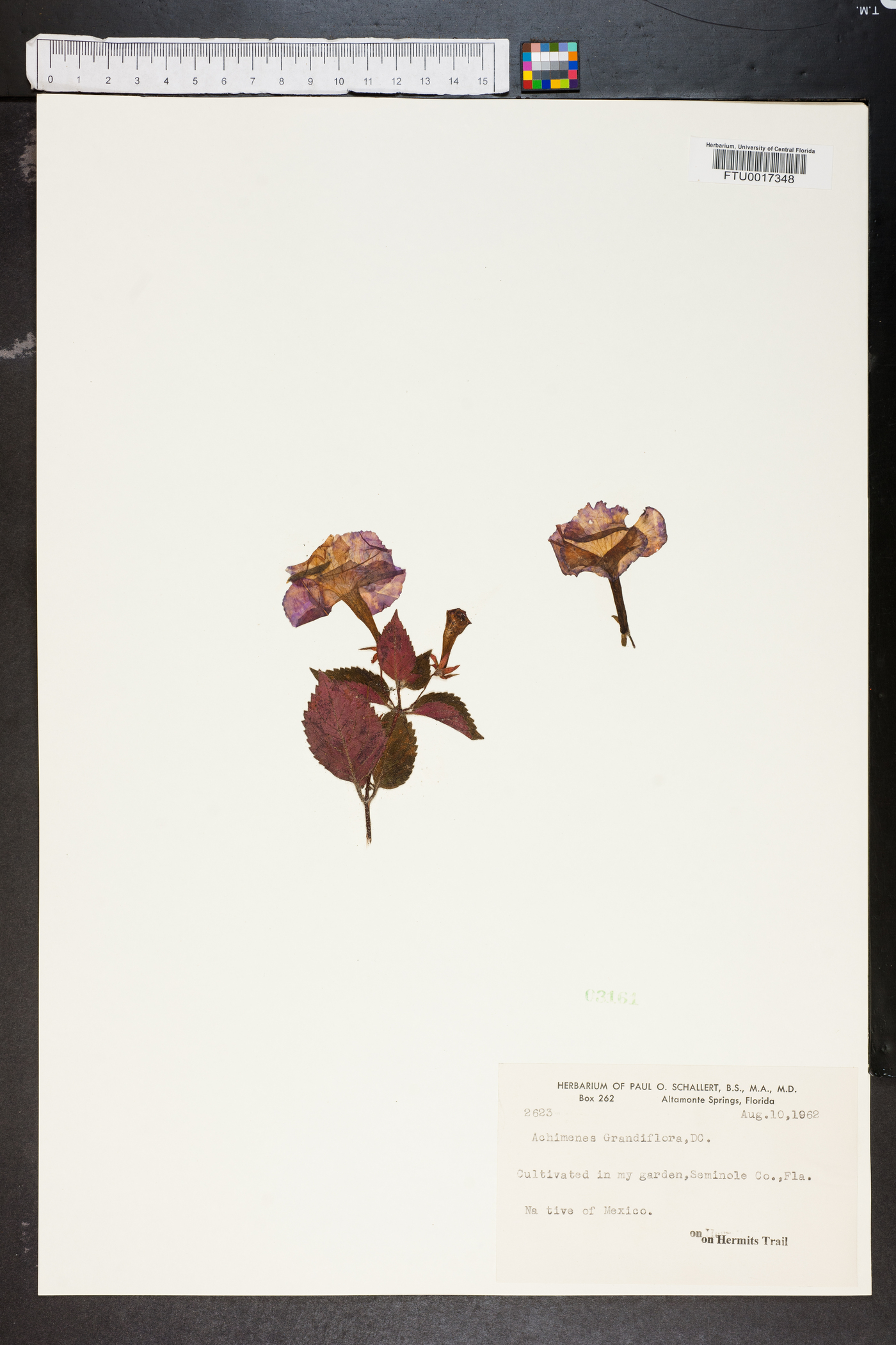 Achimenes grandiflora image