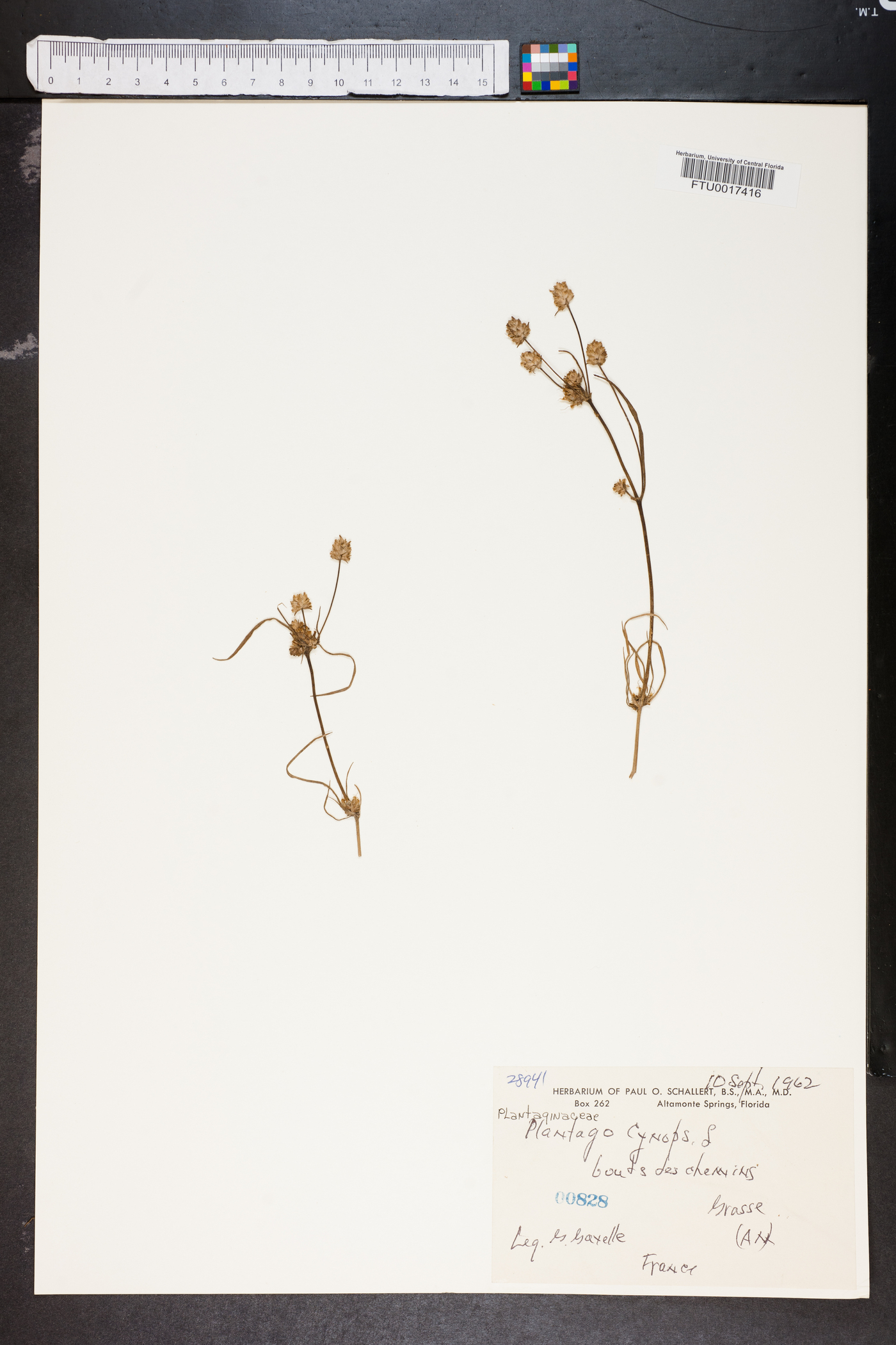 Plantago afra image