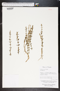 Gratiola ramosa image