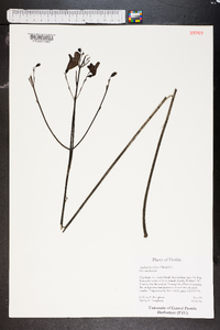 Agalinis fasciculata image