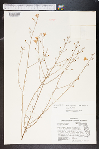 Agalinis obtusifolia image