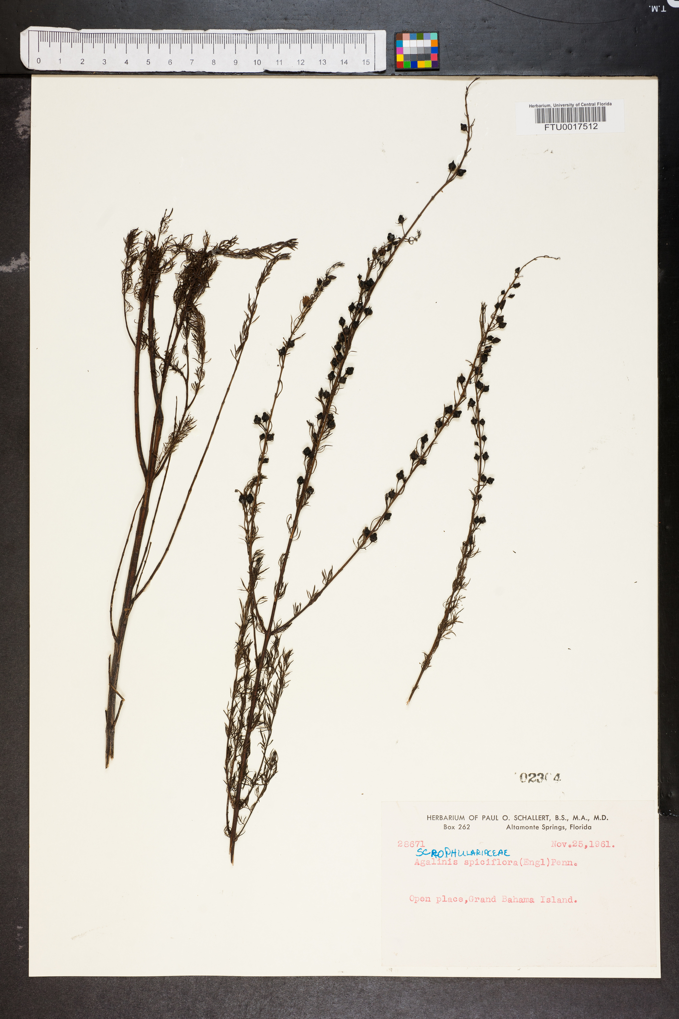 Agalinis spiciflora image