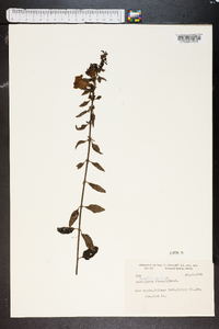 Aureolaria flava image