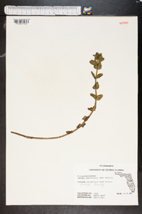 Bacopa caroliniana image