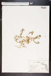 Bacopa monnieri image